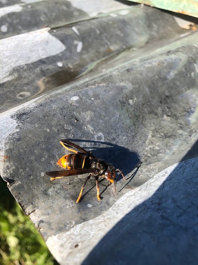 ALPI NUISIBLES - Guêpes - Frelons Européens - Frelons Asiatiques - Rongeurs, Désinsectiseur et Dératiseur à Verchaix