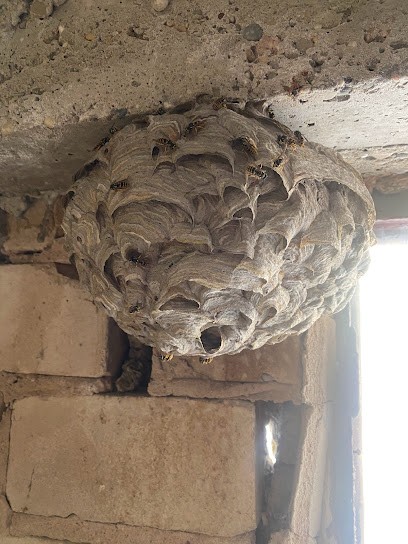 Eradiguepes, Désinsectiseur et Dératiseur à Wissembourg