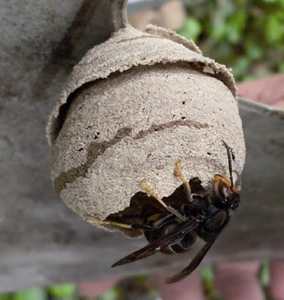 Dead Frelon 76 Le Havre - Octeville sur mer 76600 76620 76610 76280 76133 76290 76930, Désinsectiseur et Dératiseur à Octeville-sur-Mer