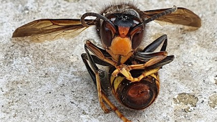 Frelon Destruction Services 77, Désinsectiseur et Dératiseur à Samoreau
