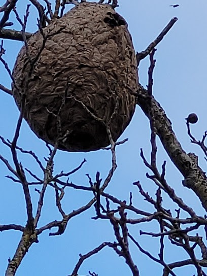 Guêpes-Apens, Désinsectiseur et Dératiseur à Saint-Julien-les-Villas