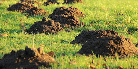 Claude Le Taupier - Taupes, Désinsectiseur et Dératiseur à Ergué-Gabéric