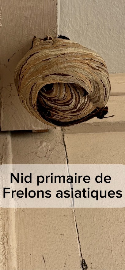 Action Nuisibles 83, Désinsectiseur et Dératiseur à Six-Fours-les-Plages