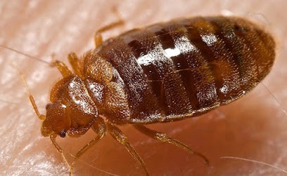 SANIT PROTECTA, Désinsectiseur et Dératiseur à Roubaix