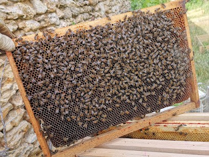 BFD Frelons Guêpes chenilles processionnaires -28 désinsectisation-, Désinsectiseur et Dératiseur à Auneau Bleury Saint Symphorien