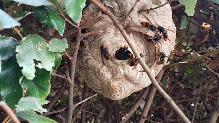 OPEX NUISIBLE, Désinsectiseur et Dératiseur à Tilloy-lès-Mofflaines