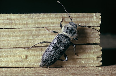 Sos Mérule - Entreprise Traitement De Charpente Bois, Termite, Capricorne, Humidité, Mérule, Démoussage 72, Désinsectiseur - Dératiseur au Mans