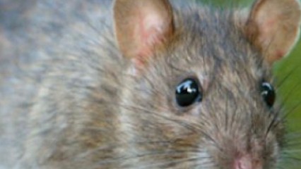 Solunuisible, Désinsectiseur et Dératiseur à Lyon