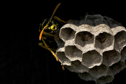 Stop Guêpes - Insectes & Rongeurs, Désinsectiseur - Dératiseur à Chambon-sur-Voueize