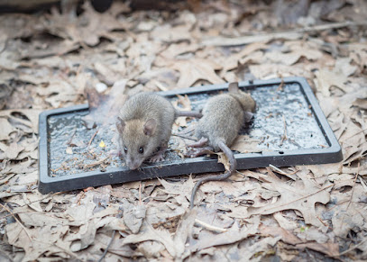Ratoune Et Compagnies, Désinsectiseur - Dératiseur à Therdonne