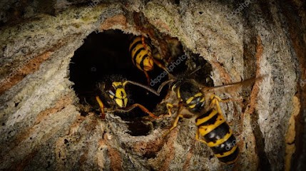 FGA90 Destruction Nids Guêpes Frelons, Désinsectiseur et Dératiseur à Cravanche