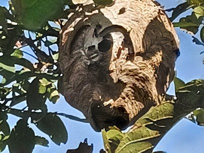 Cap'Guêpes, Désinsectiseur et Dératiseur à Romans-sur-Isère