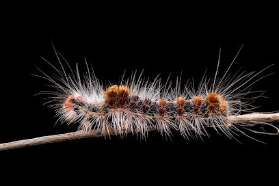 Loire Chenilles • 42 - 43, Désinsectiseur et Dératiseur au Bessat