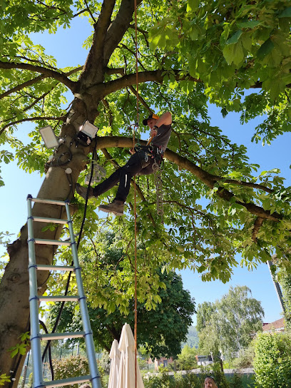 Cerbere Antinuisibles, Désinsectiseur - Dératiseur à Sainte-Foy-lès-Lyon