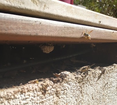 Hygiène Service 4D Guêpes, Frelons, Rongeurs, Et Tous Nuisibles, Désinsectiseur et Dératiseur à Saint-Martin-de-Brômes