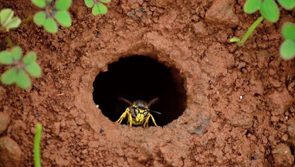 Alerte Aux Guêpes14, Désinsectiseur et Dératiseur à Biéville-Beuville