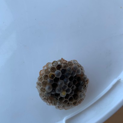 Réseau Hygiène 5D - Paris, Désinsectiseur et Dératiseur à Moisselles