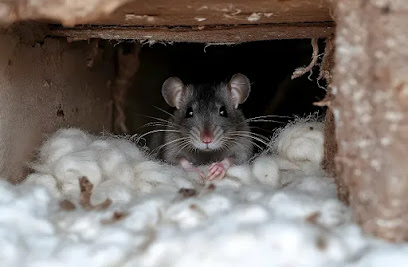Ratbusters Désinsectiseur - Dératiseur à Villeurbanne