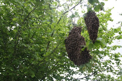 Gironde Guêpes Frelons, Désinsectiseur et Dératiseur à Salles
