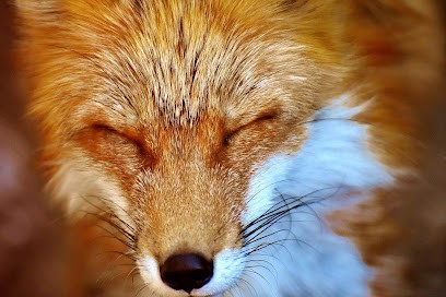 Fox Services, Désinsectiseur et Dératiseur à Roost-Warendin
