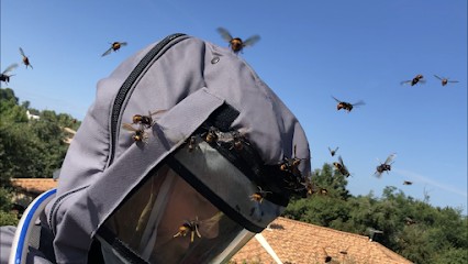 Alan Destruction Frelon Guêpes, Désinsectiseur et Dératiseur à Saint-Morillon