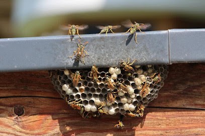 Stop Guêpes & Frelons, Désinsectiseur et Dératiseur à Saint-Paul-Cap-de-Joux