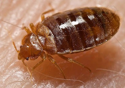 Exterminateur Punaise De Lit Paris Et IDF, Désinsectiseur et Dératiseur à Croissy-Beaubourg