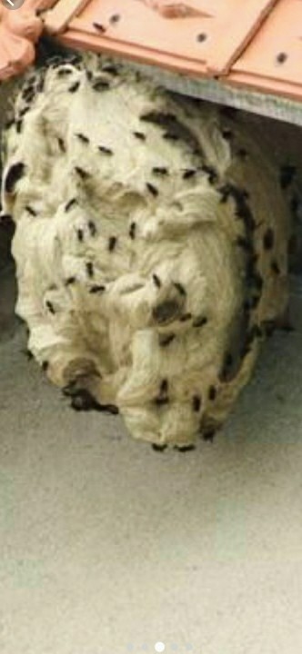 Pgf Guêpes 10 77, Désinsectiseur et Dératiseur à Bouleurs