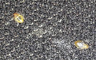 Pôle Nuisibles, Désinsectiseur et Dératiseur à Trélazé