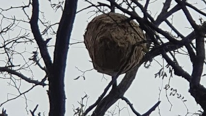 Le Guêpier, Désinsectiseur et Dératiseur à Saint-Vit