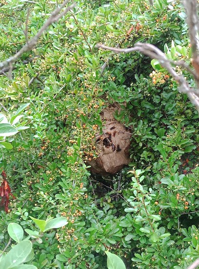 Val Drôme Guêpes Frelons, Désinsectiseur et Dératiseur à Saou