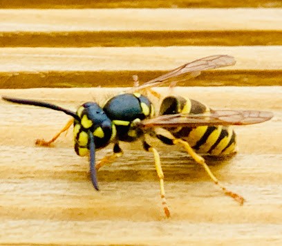 Oise Guêpes & Nuisibles, Désinsectiseur et Dératiseur à Goincourt