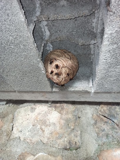 VNS - Guêpes, Frelons, Dératisation, Désinsectiseur et Dératiseur à Barjac