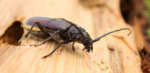 Eco Nuisibles 24 Désinsectiseur - Dératiseur à Cubjac-Auvézère-Val d'Ans