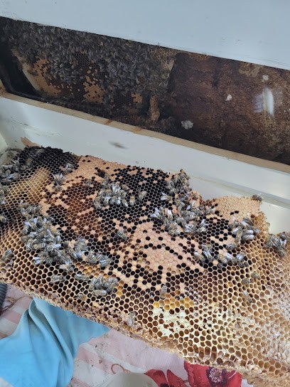 LE FRELONISTE, Désinsectiseur et Dératiseur à Chazay-d'Azergues