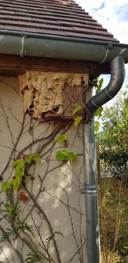 BEN Jardinage Et Rénovation, Désinsectiseur et Dératiseur à Saint-Germain-des-Prés