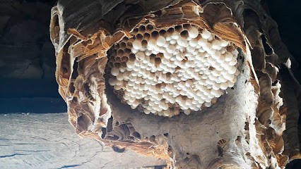 STOP FRELONS, Désinsectiseur et Dératiseur à Arnac-la-Poste