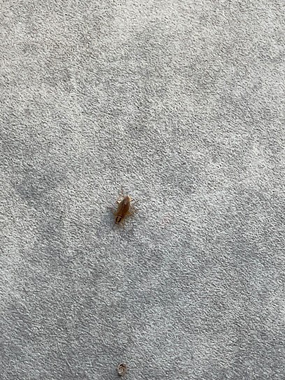 Chalon NUISIBLES, Désinsectiseur et Dératiseur à Saint-Marcel