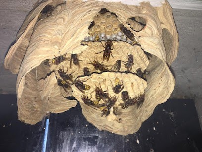 Urgence Guêpes Luberon - Spécialiste De La Destruction De Nids De Frelons, Frelons Asiatiques Et Guêpes, Désinsectiseur et Dératiseur à Saint-Saturnin-lès-Apt