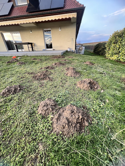 Alsace-Nuisibles Traitement Martres Et Fouine Désinsectiseur - Dératiseur à Colmar