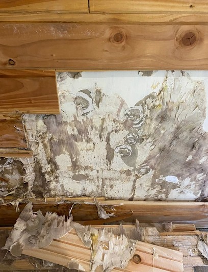 3D Nuisibles Rhône-Alpes, Désinsectiseur et Dératiseur à Publier