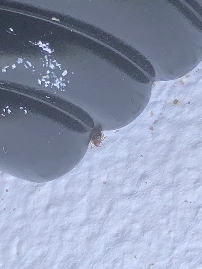 SD3D Hygiene, Désinsectiseur et Dératiseur à Ferrières-en-Brie