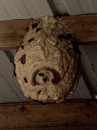 Nuisible Service 41 désinsectisation, Désinsectiseur et Dératiseur à Millançay