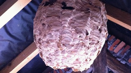 Blondet Thomas Expert Nuisibles, Désinsectiseur et Dératiseur à Saint-Ay