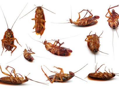 DKM Experts Drôme & Ardèche : Dératisation, Désinsectisation et Désinfection, Désinsectiseur et Dératiseur à Colombier-le-Cardinal