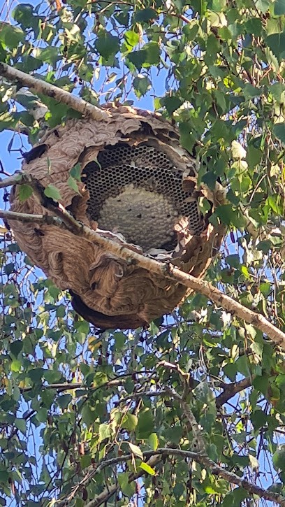 CBfrelons - Destruction Nid De Frelons Asiatiques Et Guêpes, Désinsectiseur et Dératiseur à Saint-Girons-d'Aiguevives