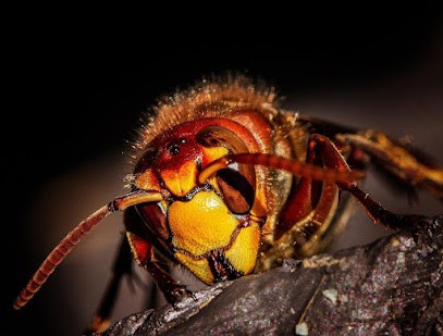 Pro-3D, Désinsectiseur et Dératiseur à Chalon-sur-Saône