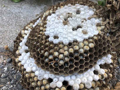 Vertical S3D 83, Désinsectiseur et Dératiseur à Carqueiranne