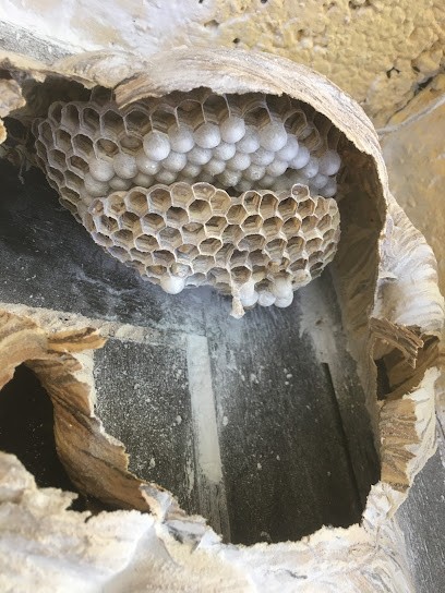 DGFA Désinsectisation frelon asiatique et guêpe, Désinsectiseur et Dératiseur à Poussan