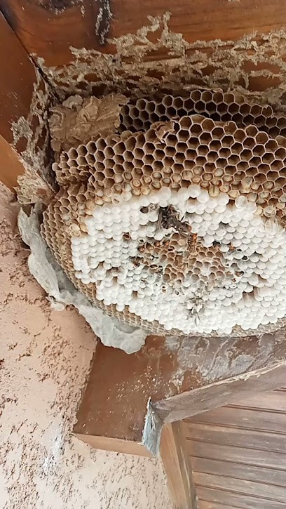 MidiPy Frelons : Traitement et Destruction de nids de guêpes et de frelons, Désinsectiseur et Dératiseur à Muret